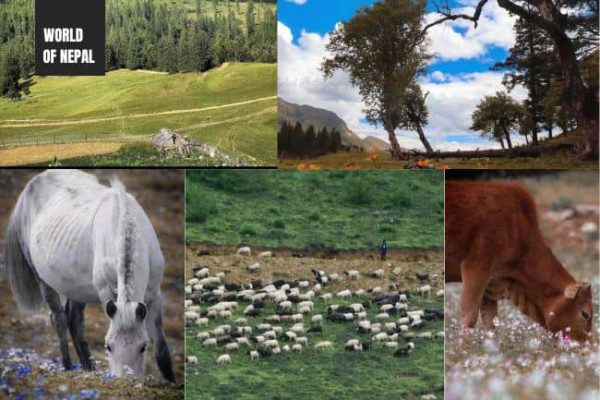 Dhimichaur Wonderfull Grassland Hidden Place in Jumla, Nepal