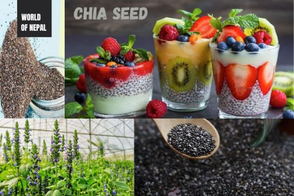 What Is Chia Seed Called In Nepali Does Chia Seeds Helps in Weight Loss