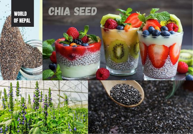 What Is Chia Seed Called In Nepali Does Chia Seeds Helps in Weight Loss